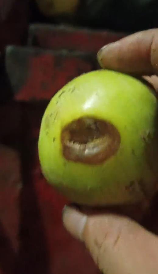 禮泉爛蘋果榨汁風波 企業(yè)稱有選果流程，市監(jiān)局緊急叫停產(chǎn)品出庫